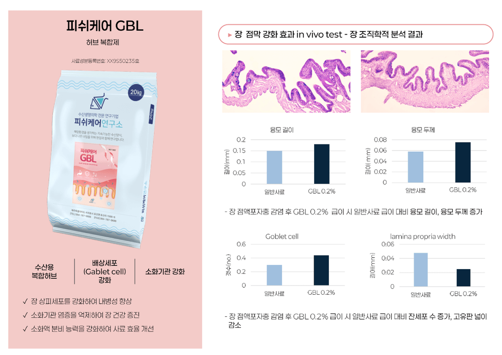 피쉬케어 GBL_장 점막 강화 효과 In vivo TEST & 장 조직학적분석결과 1