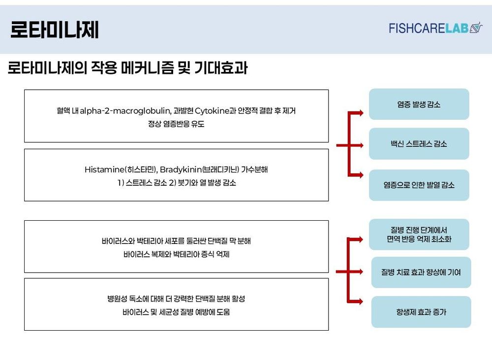로타미나제 작용 메커니즘 1